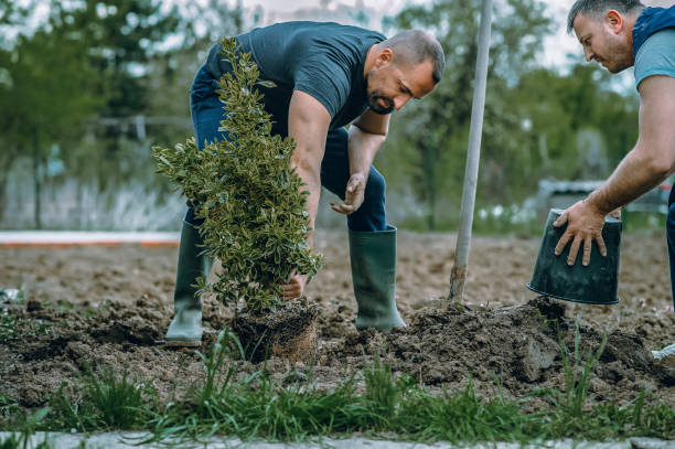 Elkader, IA Tree Services Company