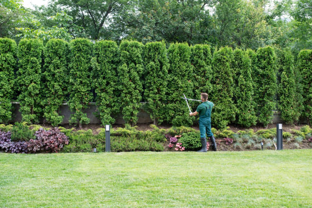 Best Leaf Removal  in Elkader, IA