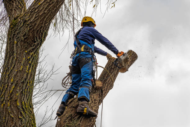 How Our Tree Care Process Works  in  Elkader, IA